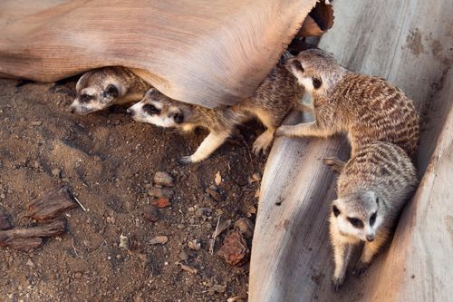 Free A curious group of meerkats emerging from their burrow in a natural outdoor setting. Stock Photo