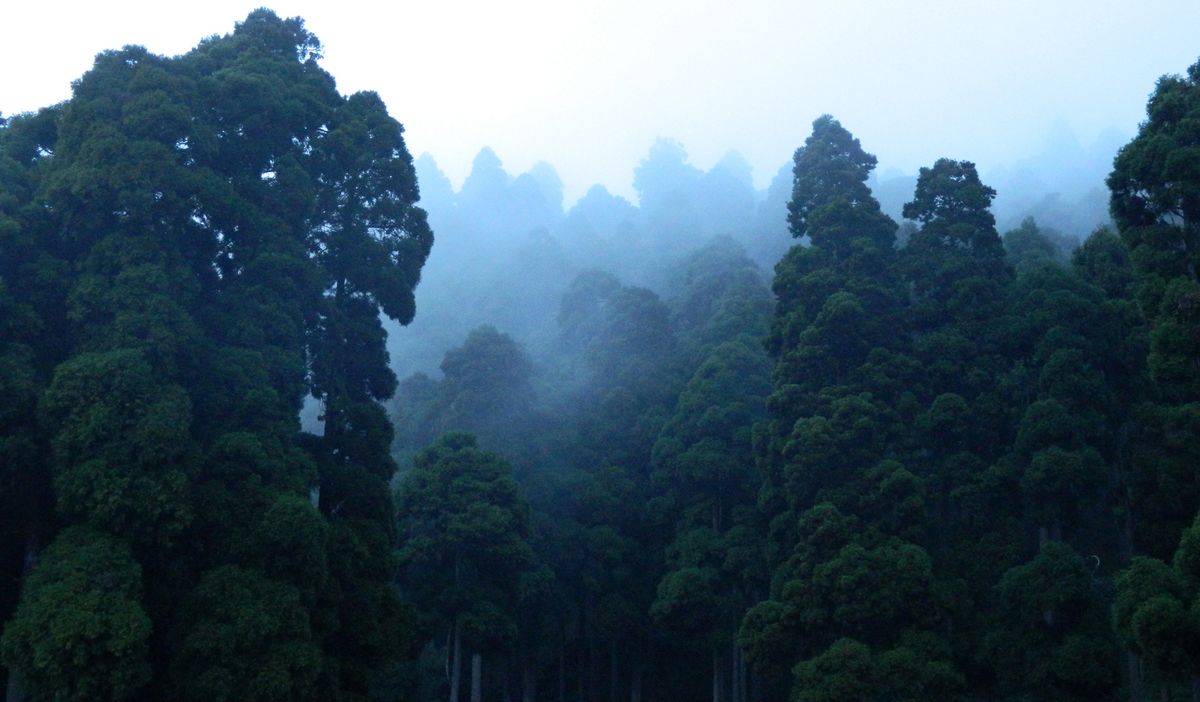 Tall conifers fading into thick fog on a forested ridge above Darjeeling in flat early light