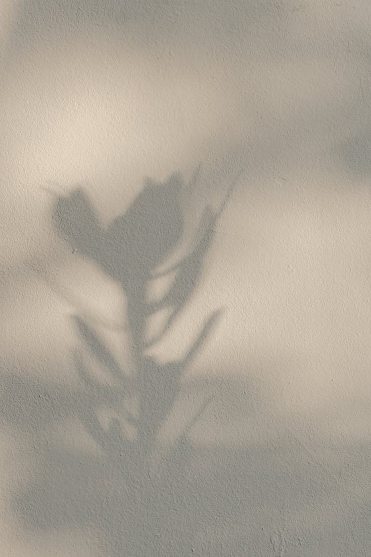 A Plant Shadow On White Wall