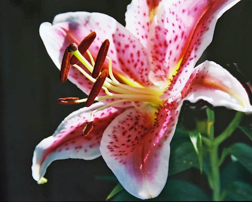 Flor De Pétalo Rojo Y Blanco