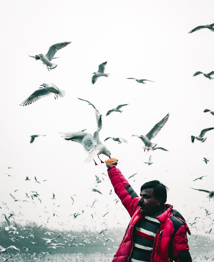 Unrecognizable Asian Man Feeding Flying Seagulls On Seafront