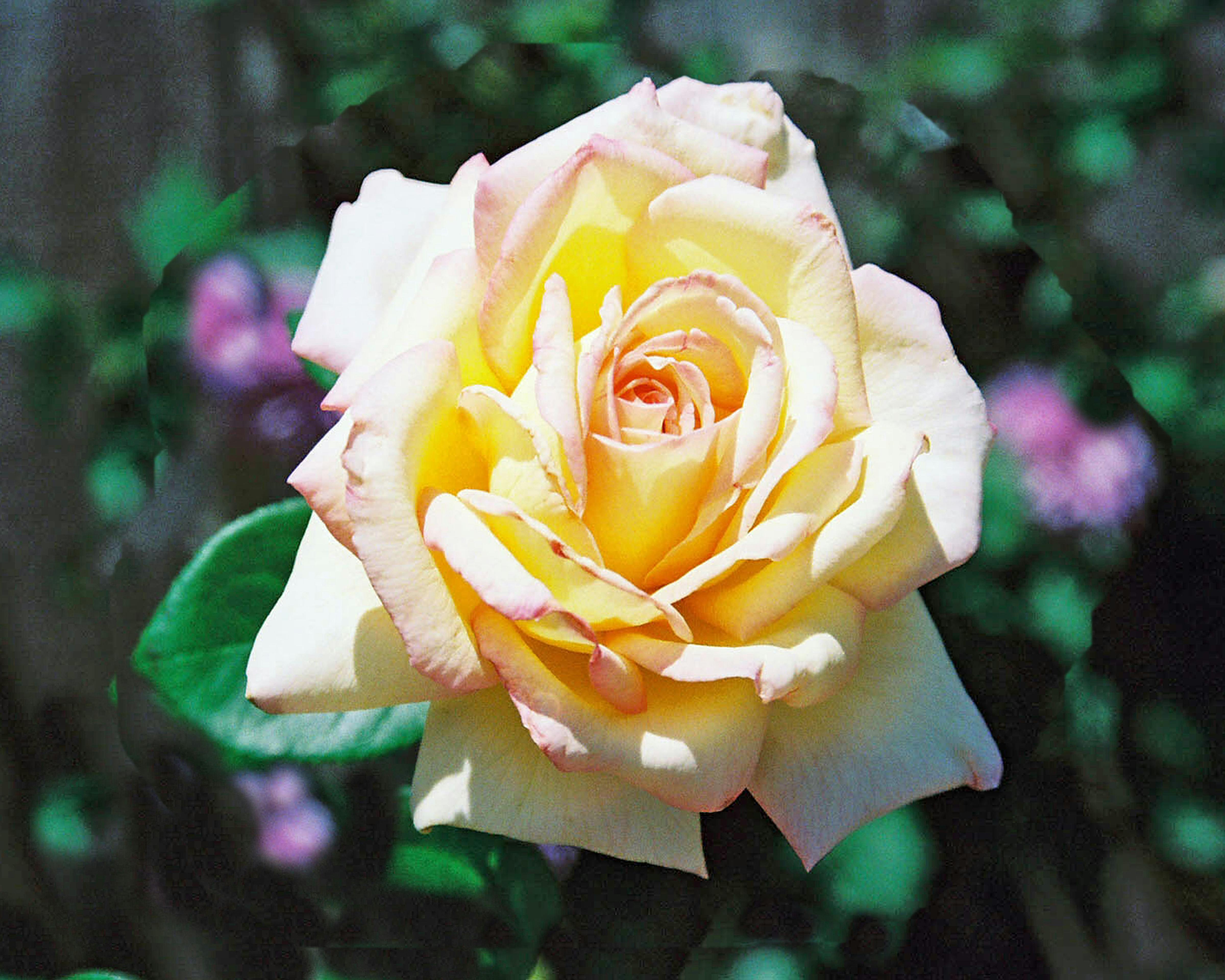 Free stock photo of beautiful flowers, rose