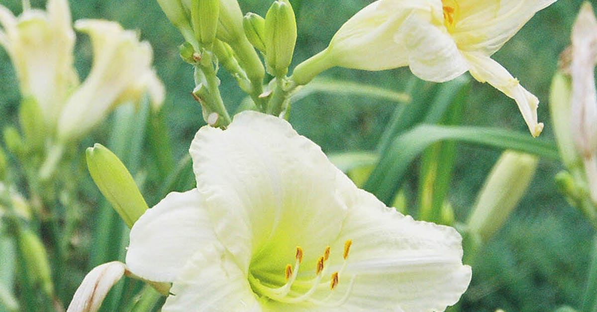 Free stock photo of beautiful flowers, yellow flowers