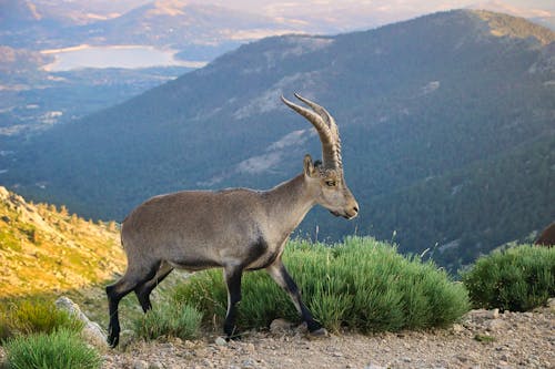 Gratis arkivbilde med alpine ibex, bovidae, dyreverdenfotografier