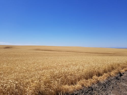 Free Cropland under Clear Blue Sky  Stock Photo