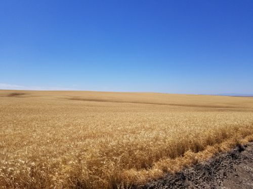 Free Expansive wheat field in Oregon with clear blue sky, showcasing rural American agriculture. Stock Photo