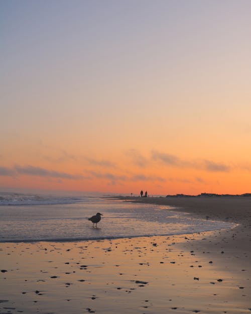 Silhouette of Bird on Shore during Sunset