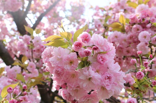 Ingyenes stockfotó cseresznyefa, kwanzan, növényvilág témában