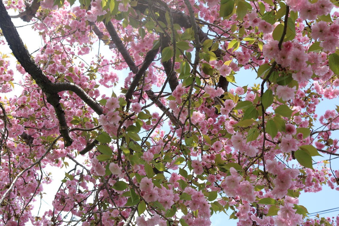 Low Angle Shot of Blooming Cherry Blossoms