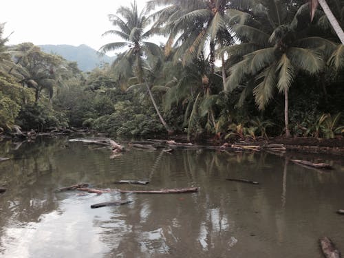 Ingyenes stockfotó costa rica, dzsungel témában