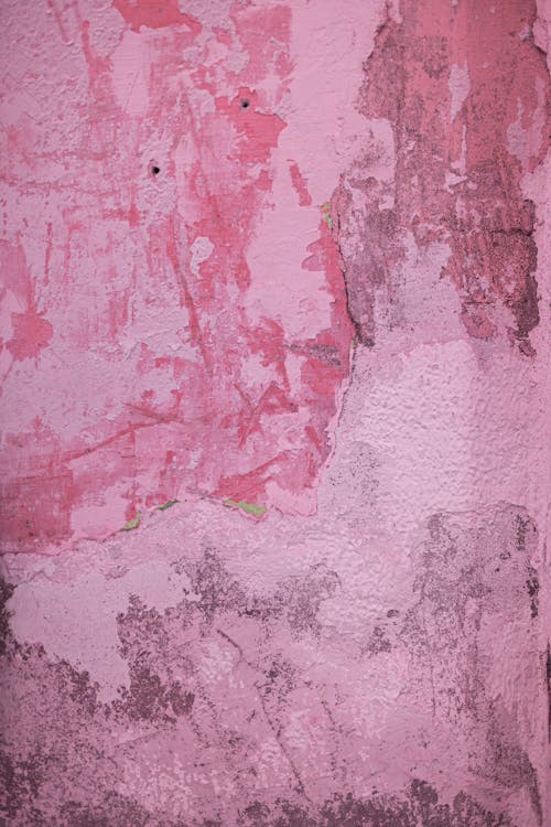 Foto d'estoc gratuïta de formigó, mur, rosa