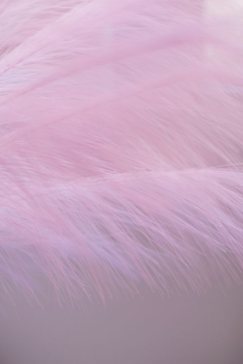 Free Close-up of soft pink feathers creating a delicate texture with warm tones. Stock Photo