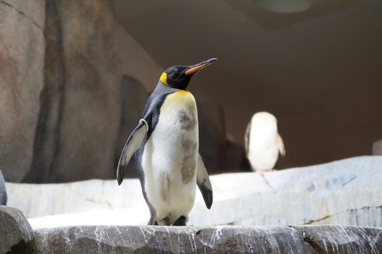 Photograph Of A King Penguin