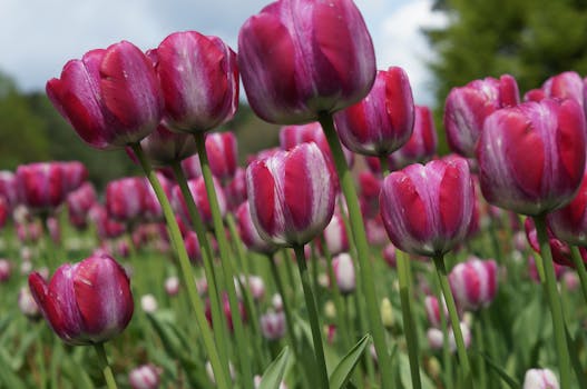 A close-up of vibrant pink tulips blooming in a lush green field on a spring day.