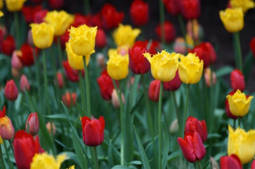 Photograph of Yellow and Red Tulip Flowers