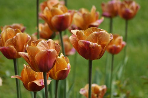 무료 꽃, 꽃 사진, 식물군의 무료 스톡 사진