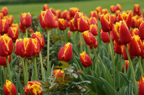 Red and Yellow Tulips in Close-Up Photography