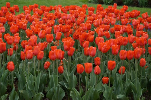Fotobanka s bezplatnými fotkami na tému červené tulipány, flóra, kvetinová fotografia
