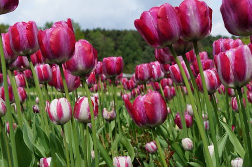 Close-Up Photo of Purple Tulip Flowers