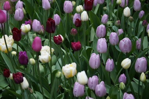 Photograph of Tulip Flowers with Green Leaves
