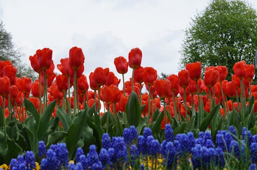 Photograph of Red Tulip Flowers in Bloom