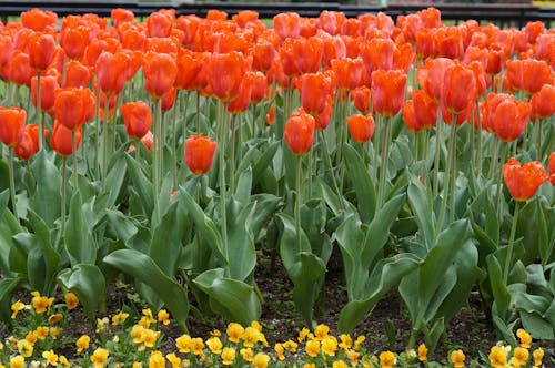 A Field of Red Tulip Flowers