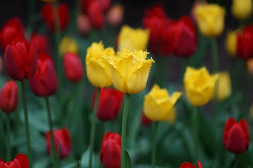 Free Selective Focus Photograph of a Yellow Tulip Flower Stock Photo