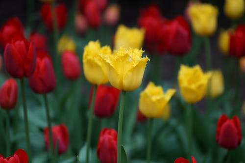 Gratis stockfoto met bloeien, bloemblaadjes, bloemen