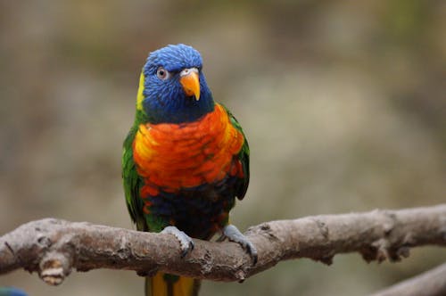 Close-Up Photograph of a Colorful Loriini