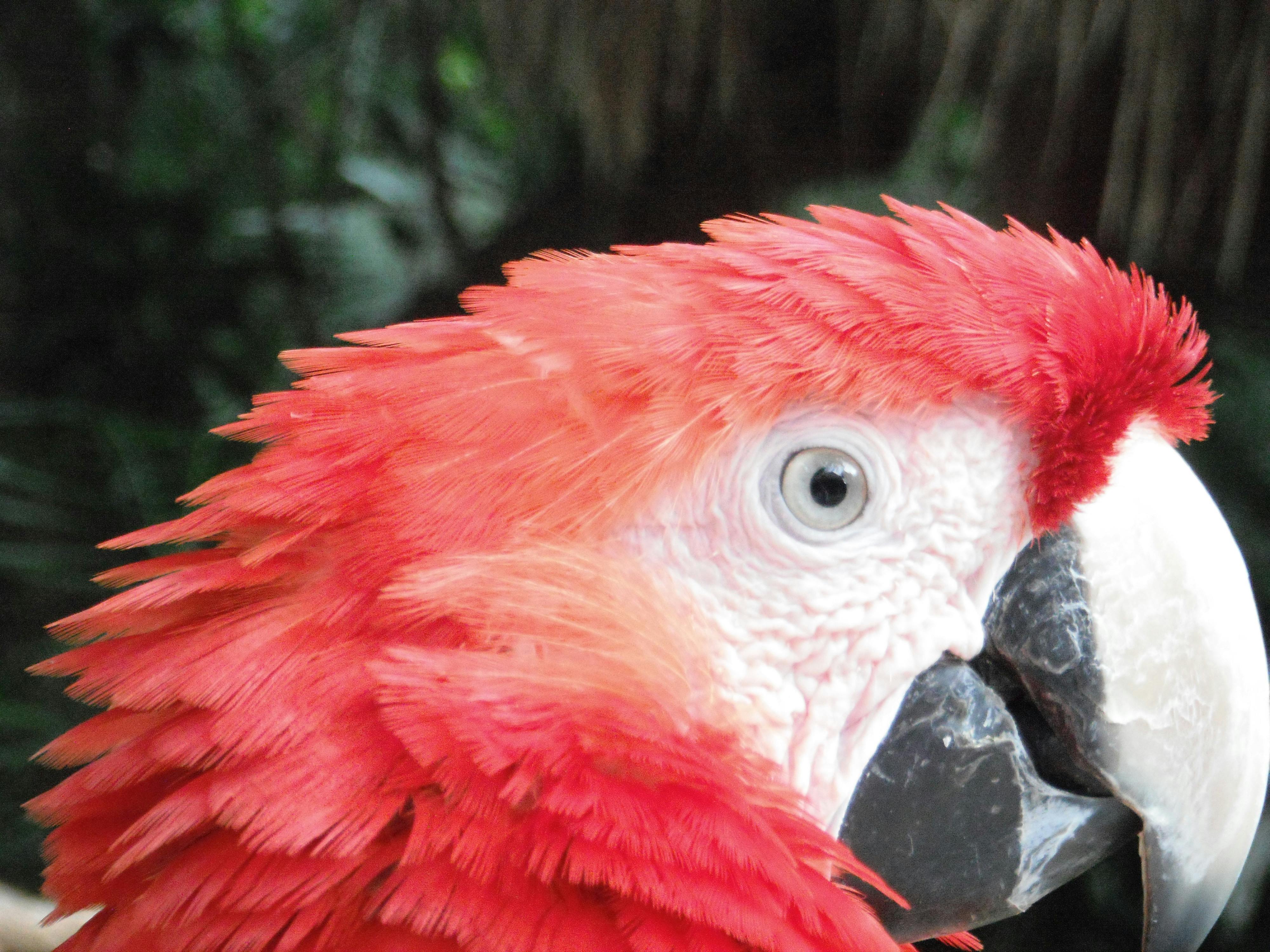 Foto Stok Gratis Tentang Burung Beo Burung Merah Mata Burung