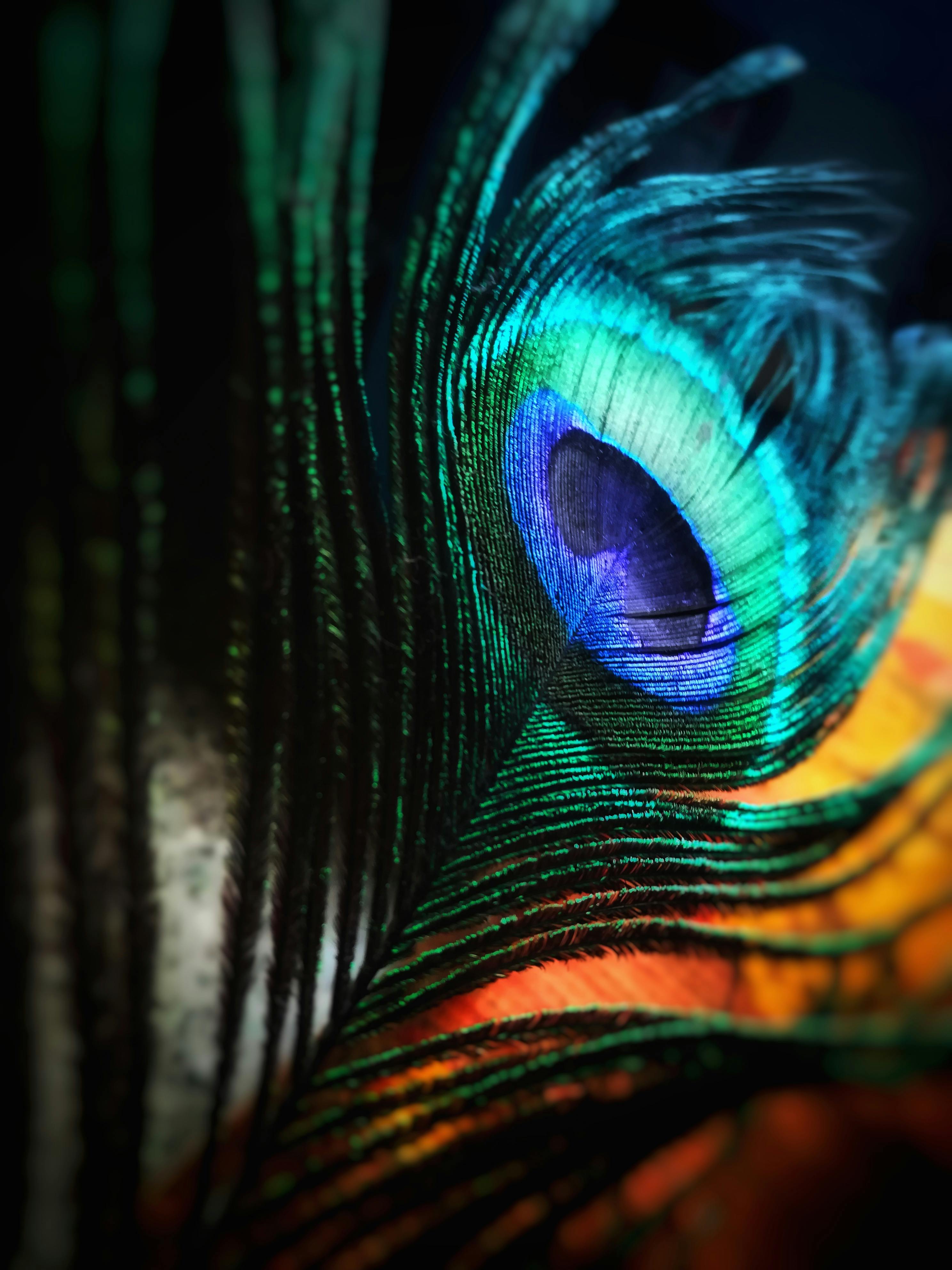 Green and Blue Peacock Feather · Free Stock Photo