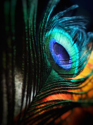 Luxury Safari Experience