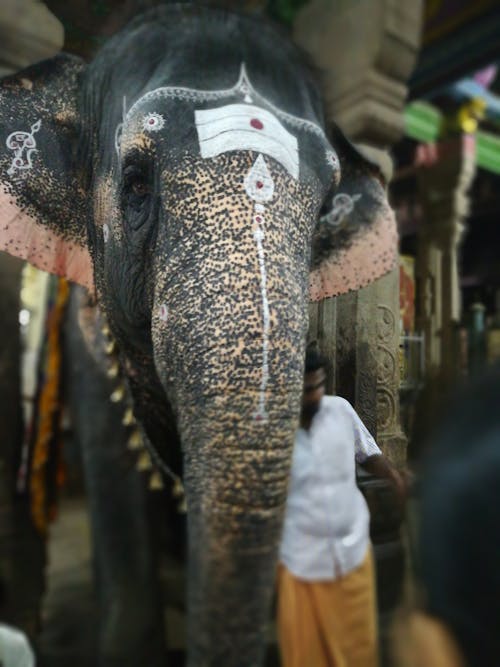 Free stock photo of animal photography, elephant animals photography, elephant trunk Stock Photo