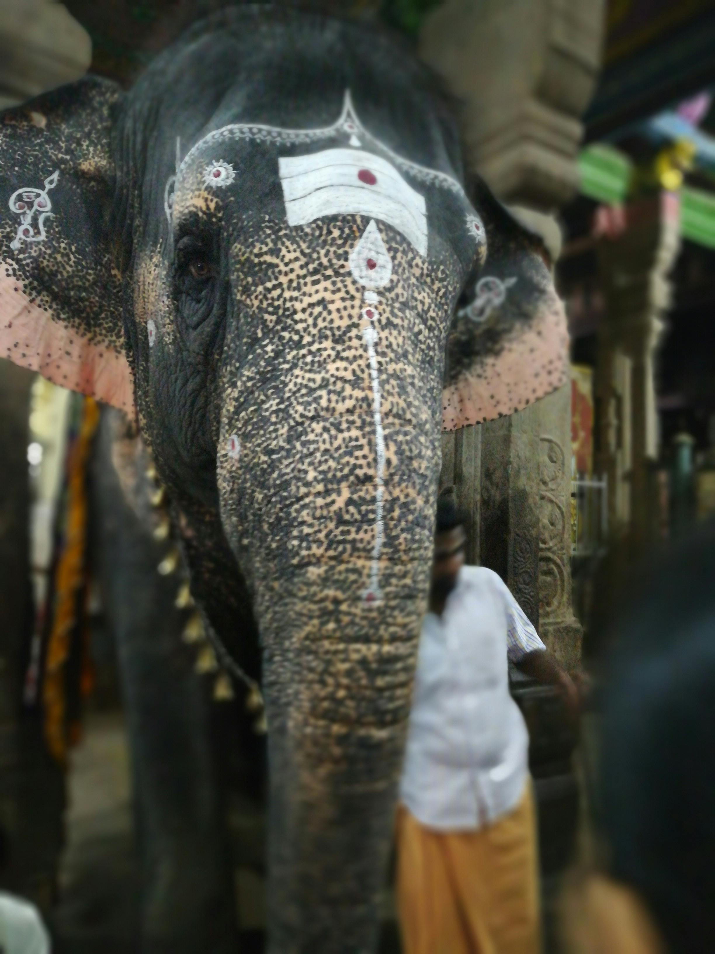 Free stock photo of animal photography, Elephant animals photography, elephant trunk