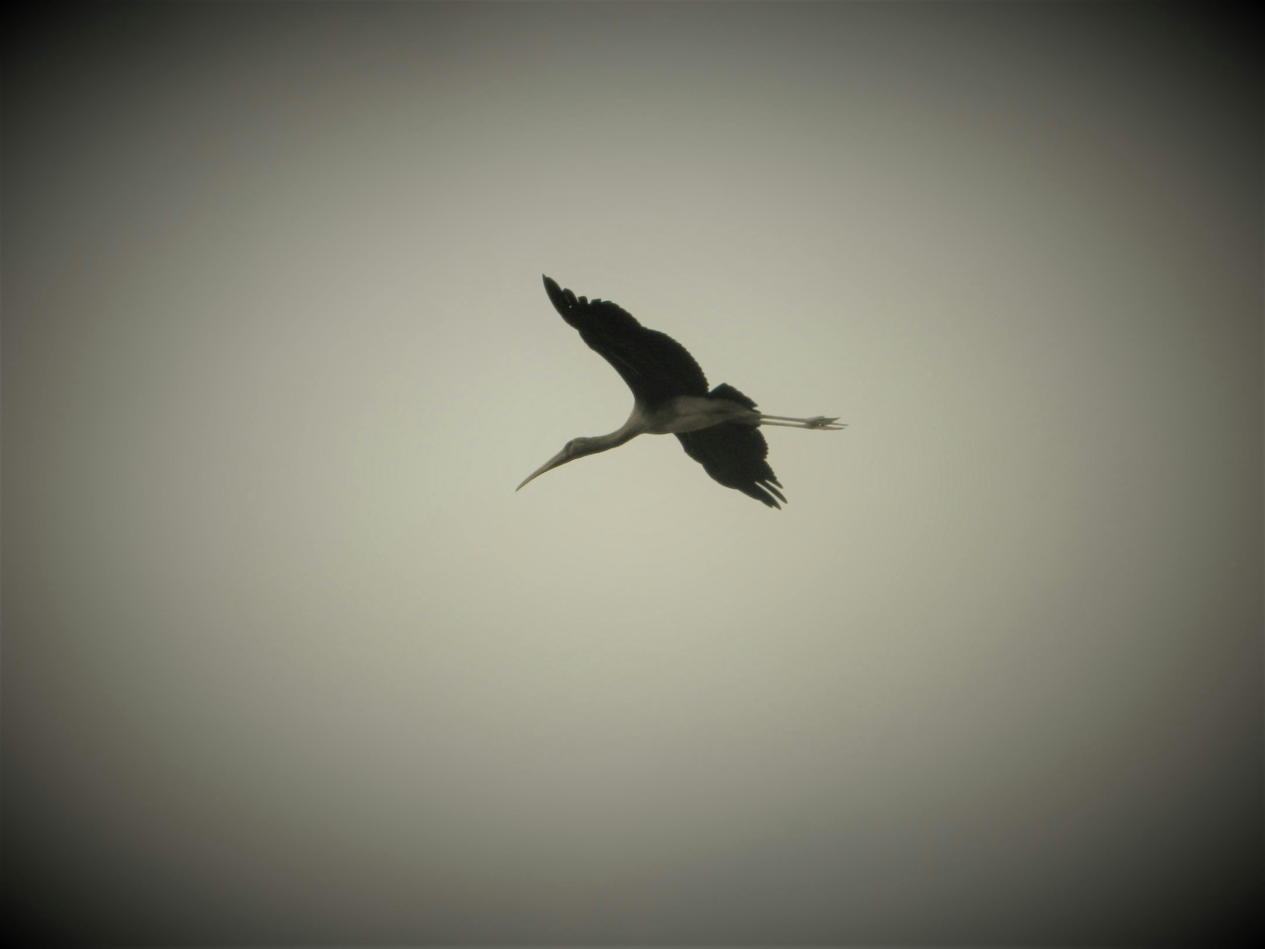 زيارة نافورة جنيف