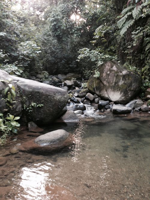 Ingyenes stockfotó costa rica, dzsungel, strand témában