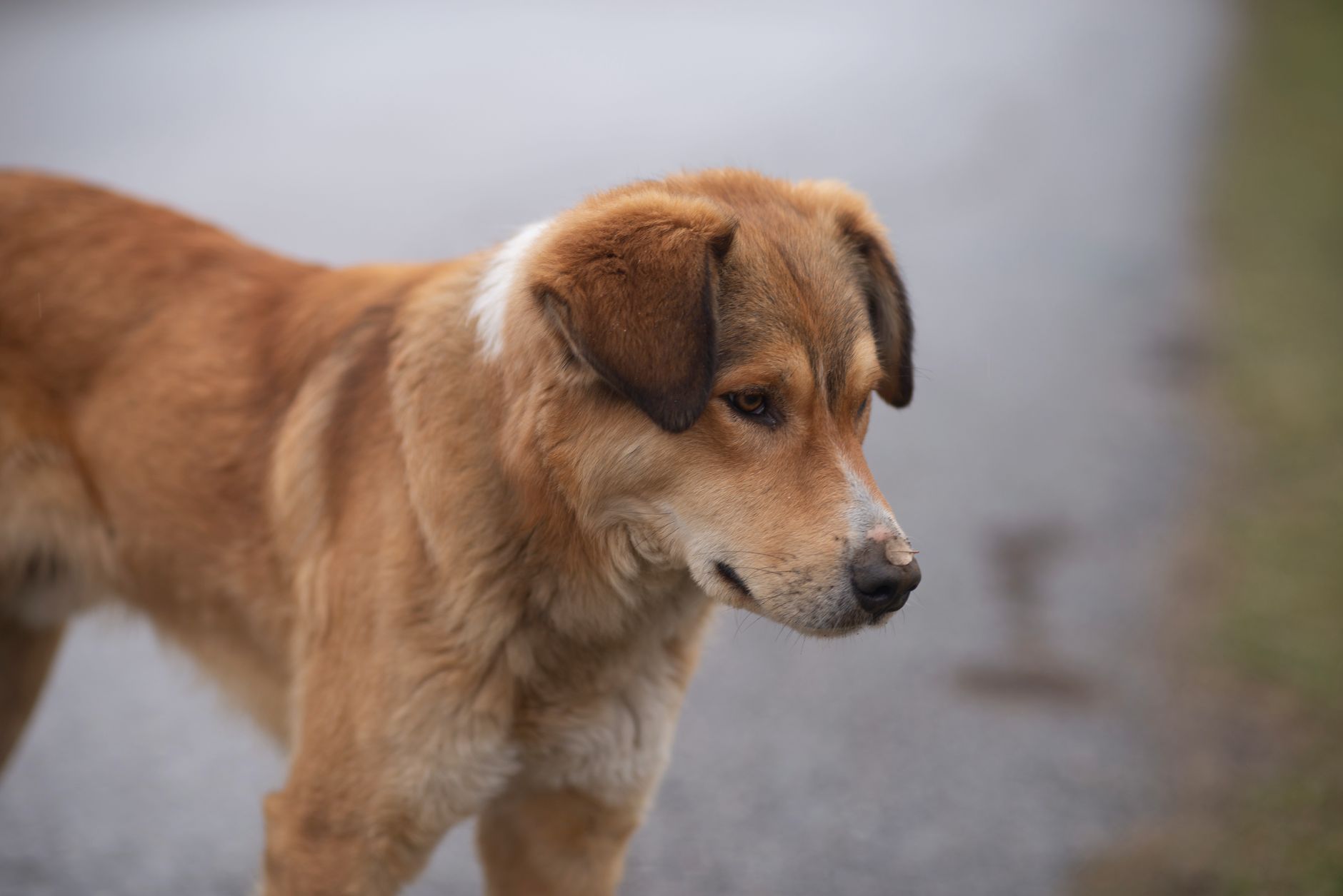 Portrait of a dog at a veterinary clinic