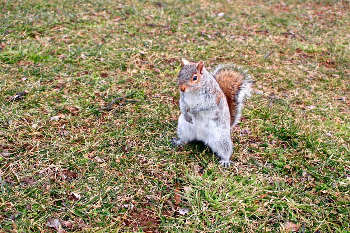 Kostenloses Stock Foto zu eichhörnchen, gras, nagetier