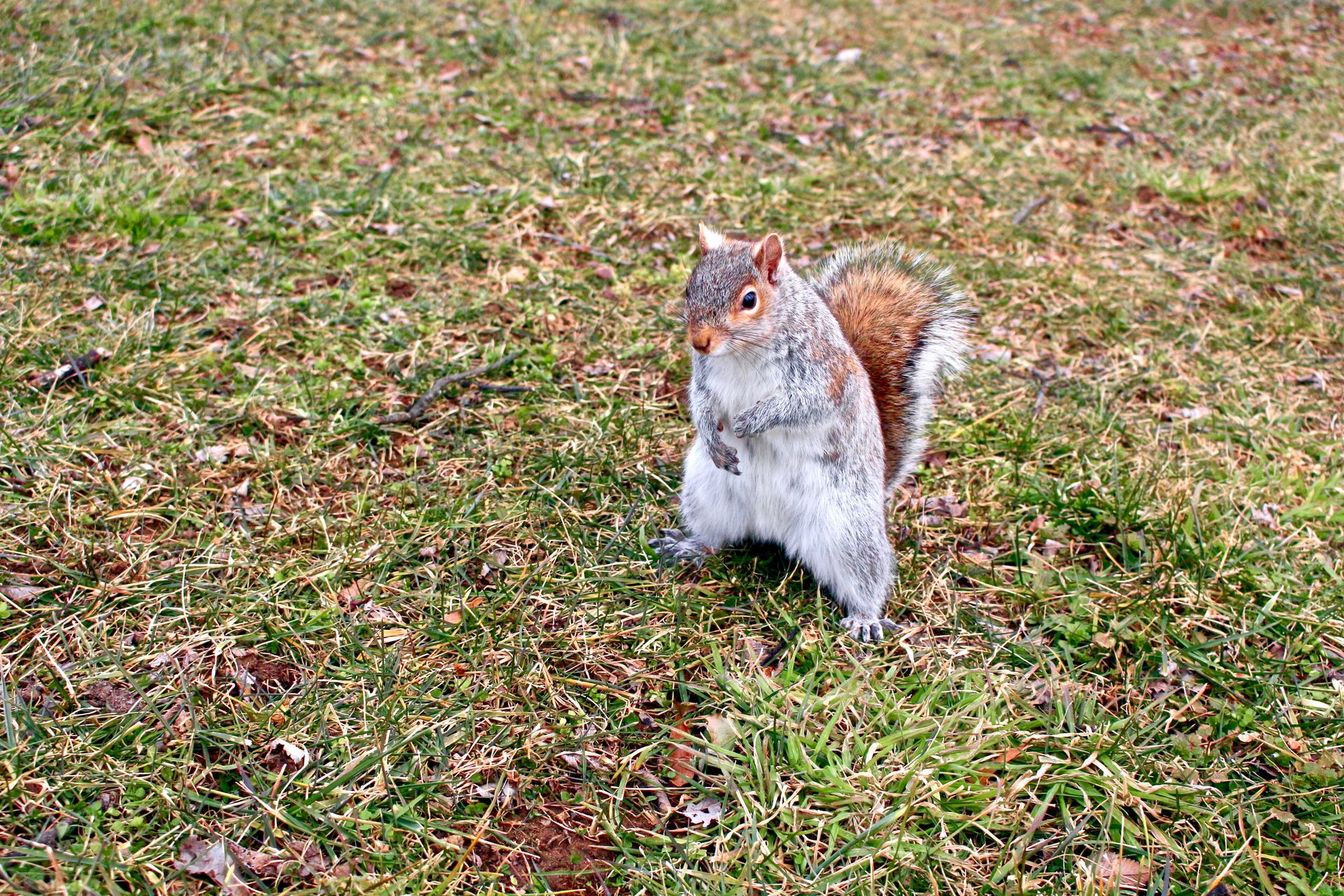 Close-up of a squirrel standing on green grass, showcasing its fluffy tail and natural habitat.