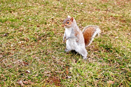 A Squirrel on Green Grass 
