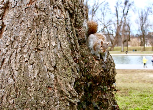 Cute Brown Squirrel on Brown Tree Trunk