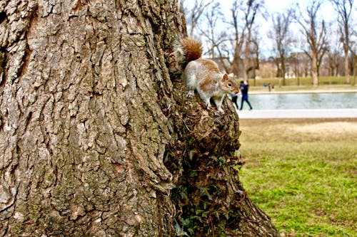 A Squirrel on a Tree Trunk 