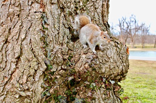 Cute Brown Squirrel on Brown Tree Trunk