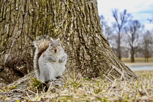 Cute Brown Squirrel standing on a Tree