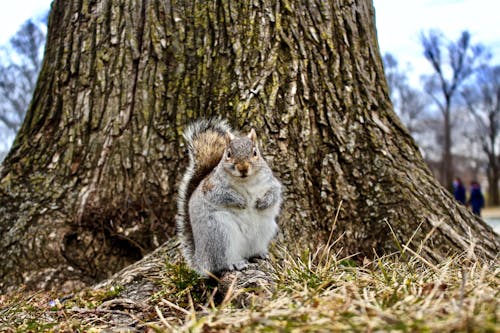 Close-Up Shot of a Squirrel