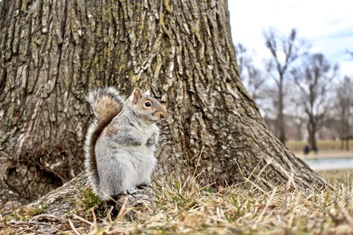 Cute Brown Squirrel standing on a Tree