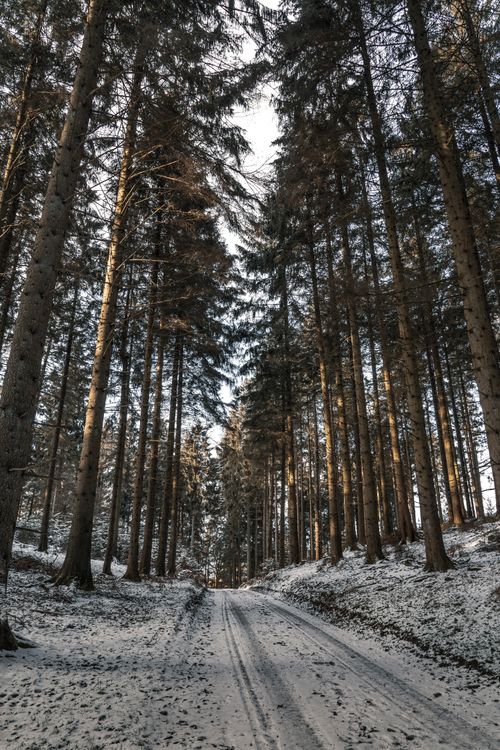 Free A serene winter pathway meanders through a snowy pine forest, offering a tranquil nature scene. Stock Photo