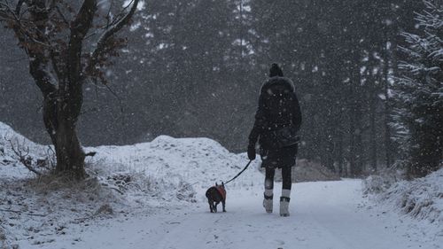 Free A person walks a dog on a snowy forest path during a winter snowfall, creating a serene scene. Stock Photo