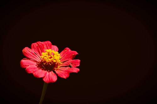 Free Close-up of a vibrant red zinnia flower isolated on a black background, showcasing vivid natural beauty. Stock Photo