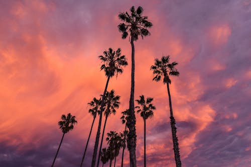 Gratis lagerfoto af himmel, natur, palmer Lagerfoto